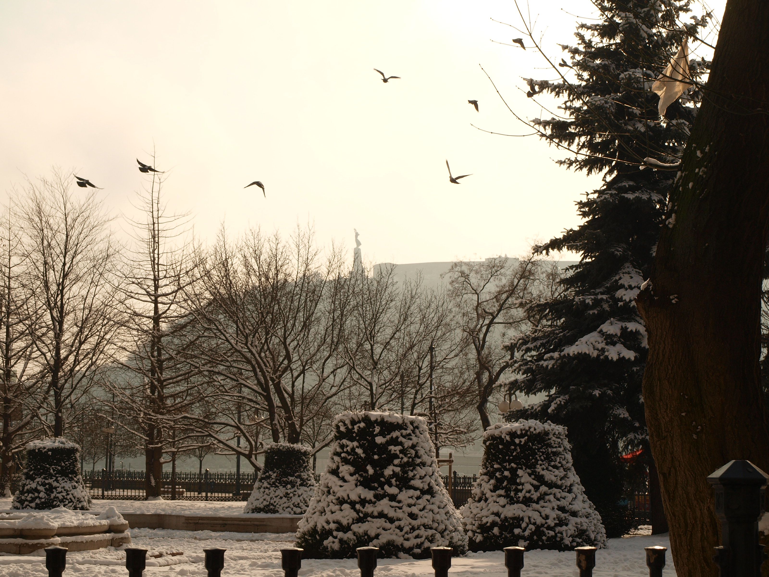 Repülj, madár, repülj!