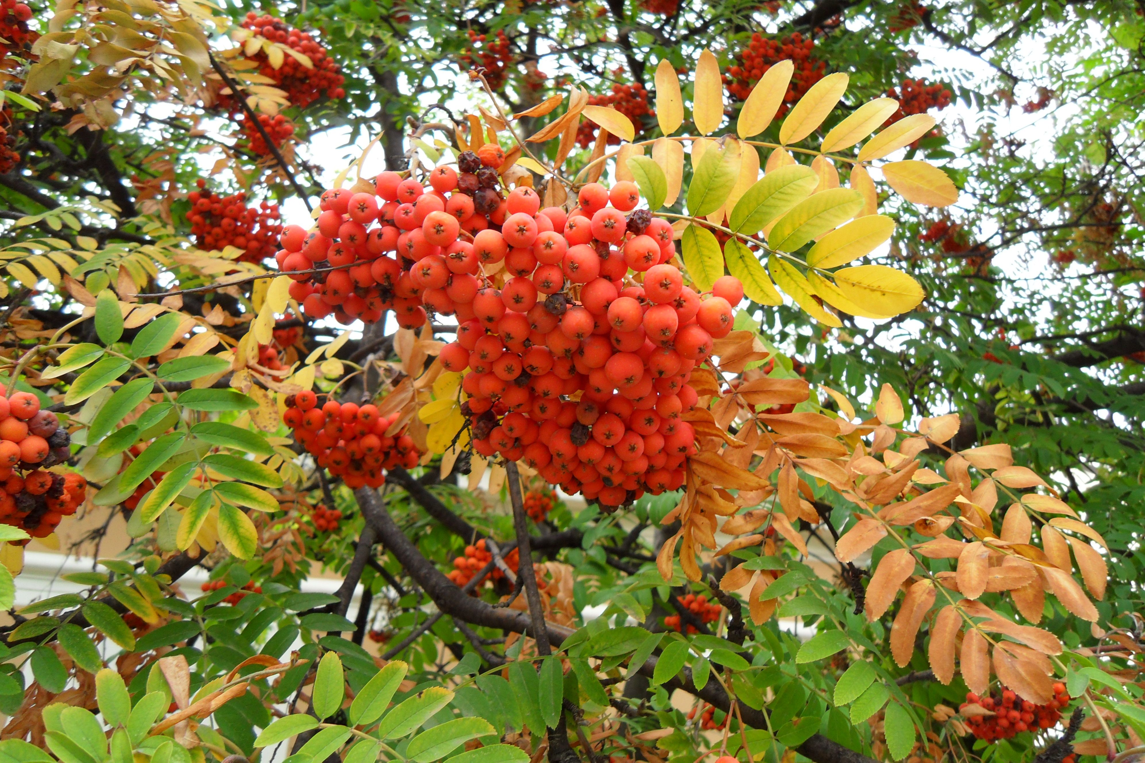 Ostřihomské jeřabiny