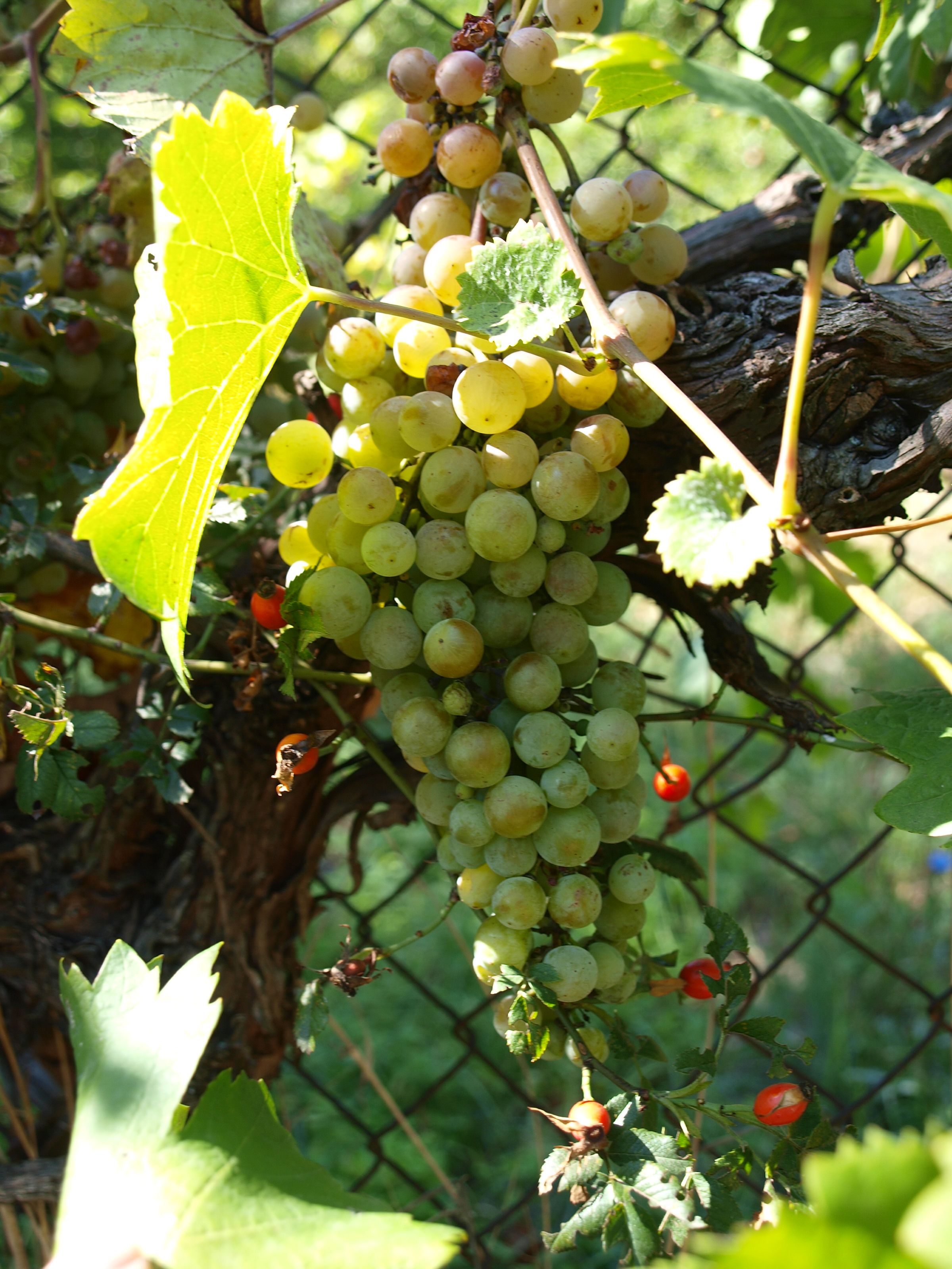 Dotazy ohledně uloupeného vína nechávám bez odpovědi...