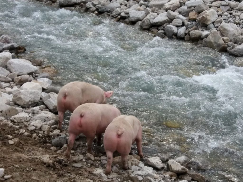Poslední veselé záběry před apokalypsou