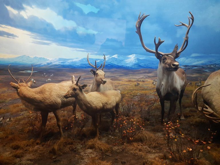 Vitrína s faunou. Fauna skutečná, pozadí malované. Jako pravé.